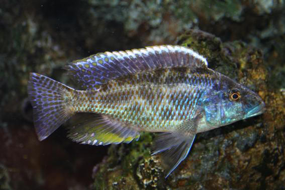 NIMBOCHROMIS LINNI